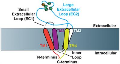 Tetraspanins Function as Regulators of Cellular Signaling